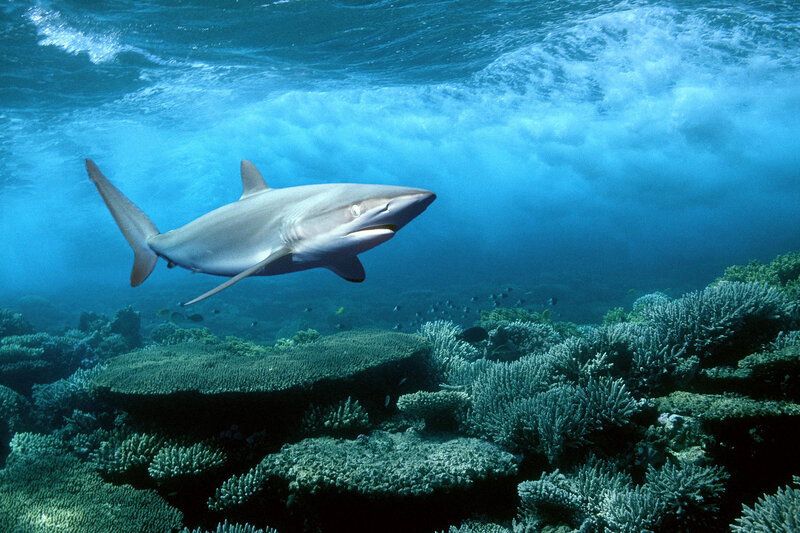 Shark Swimming over Coral — Blue, Serene