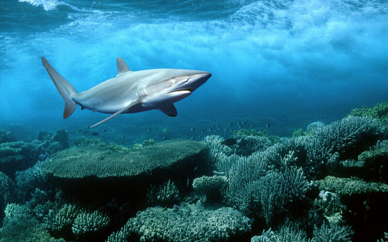 Shark Swimming over Coral — Blue