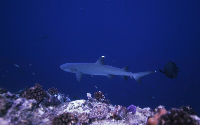 Shark swimming over coral reef