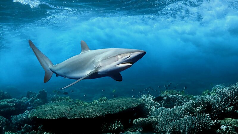 Shark swimming over coral reef