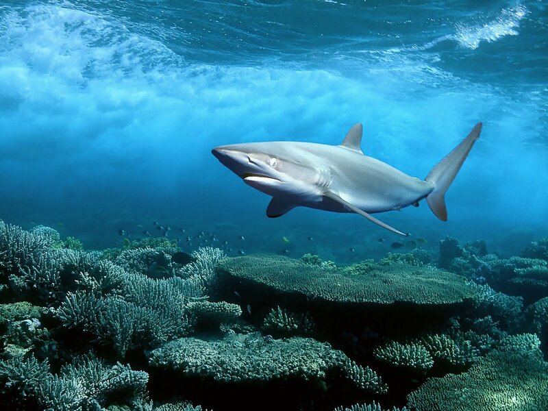 Shark swimming over coral reef