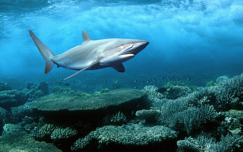 Shark swimming over coral reef