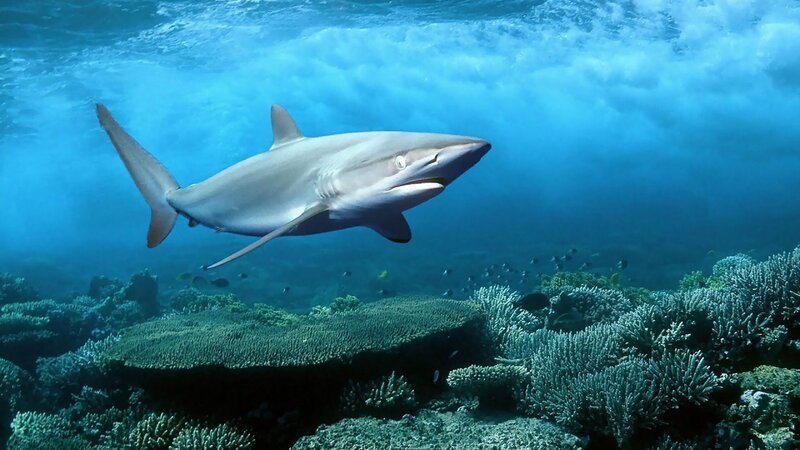 Shark swimming over coral reef