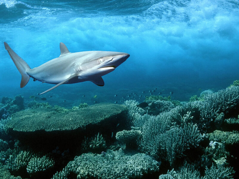 Shark swimming over coral reef