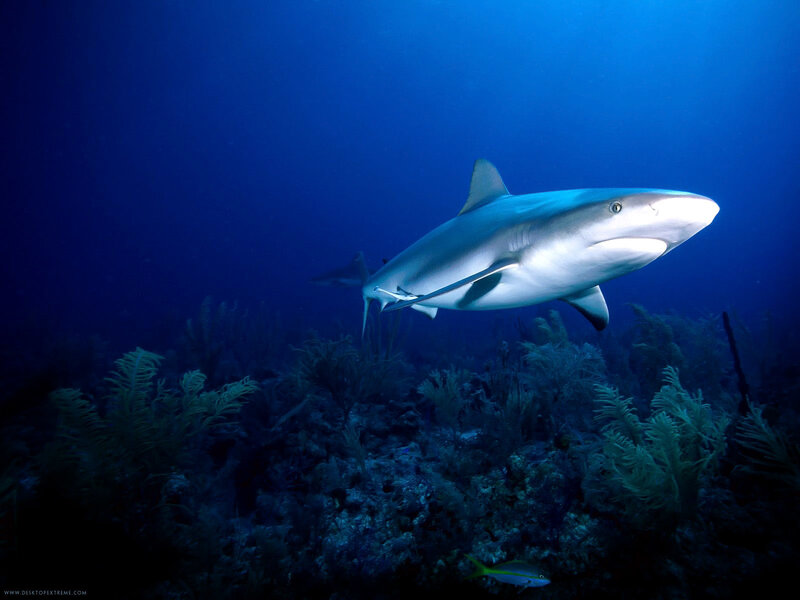 Shark swimming over coral reef