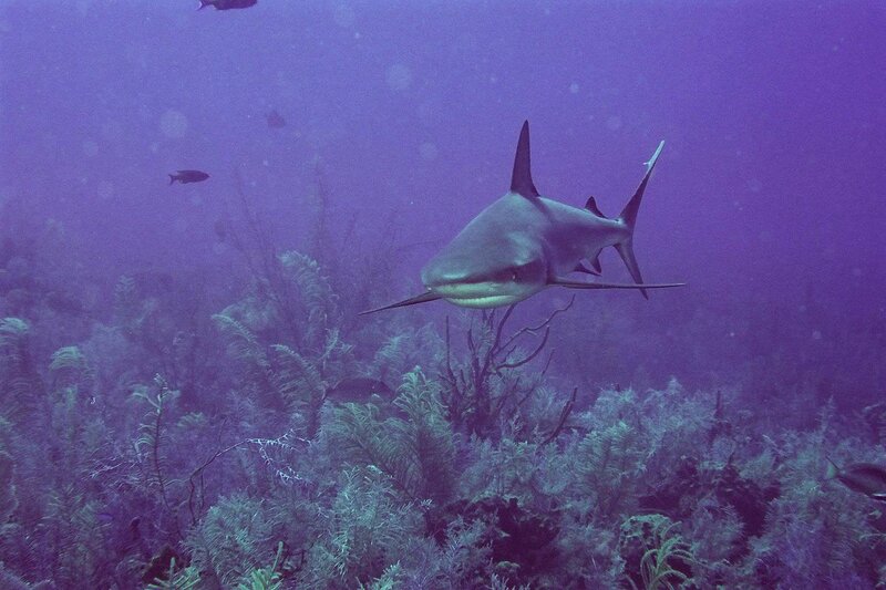 Shark swimming over coral reef