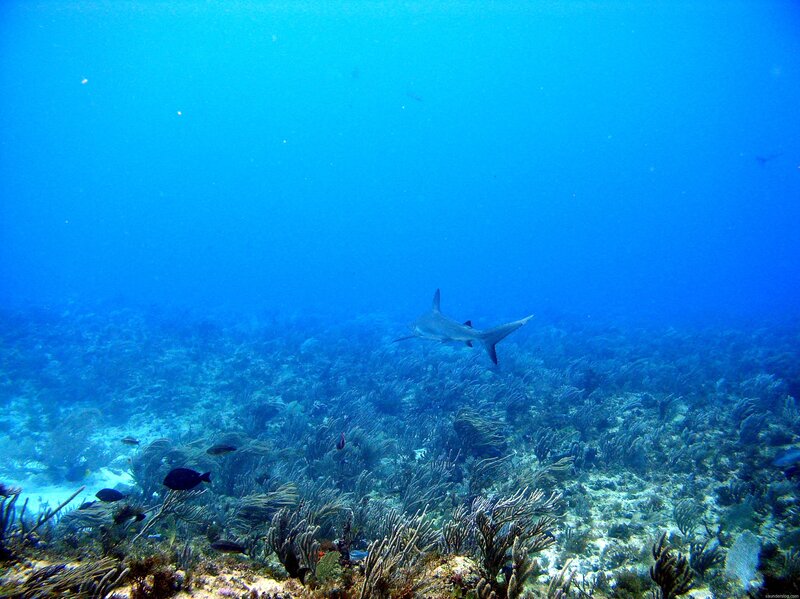 Shark swimming over coral reef