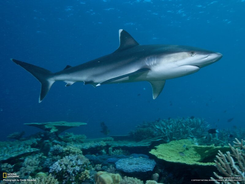 Shark swimming over coral reef