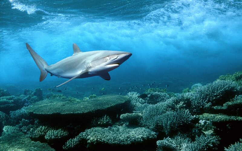 Shark swimming over coral reef