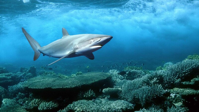 Shark swimming over coral reef
