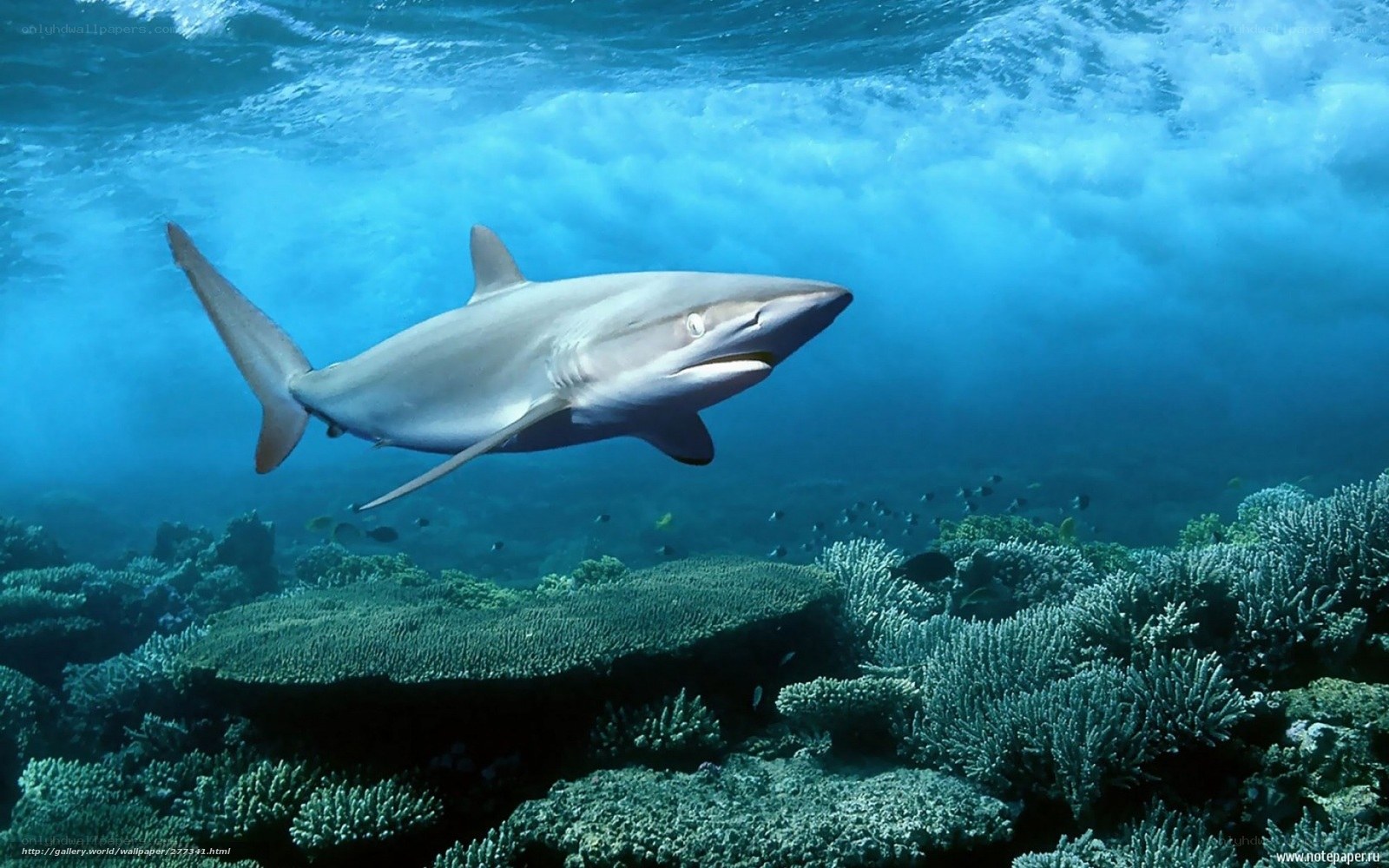 Shark swimming over coral reef