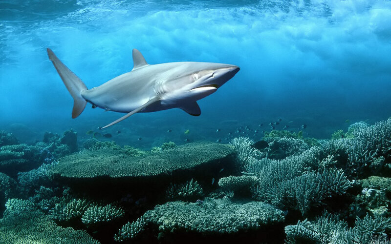 Shark Swimming over Coral