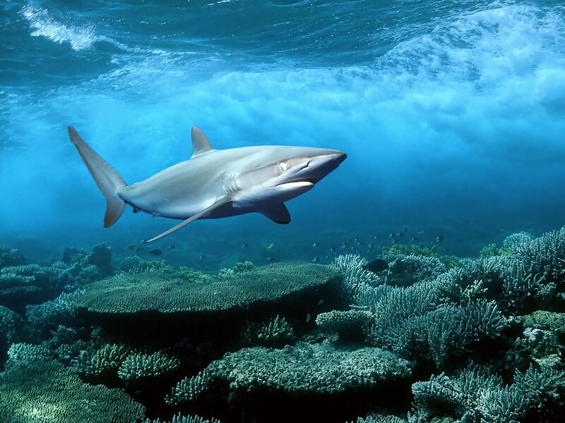 Shark Swimming over Reef — Blue, Serene, Afternoon