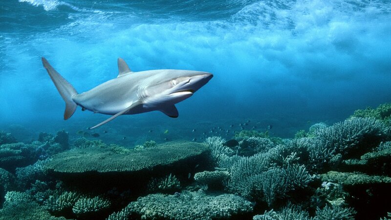Shark Swimming over Reef — Blue