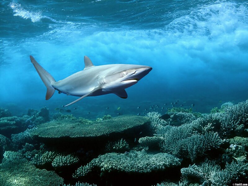 Shark Swimming over Reef