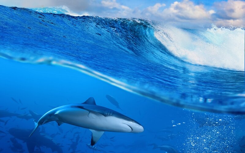 Shark Swimming under Wave
