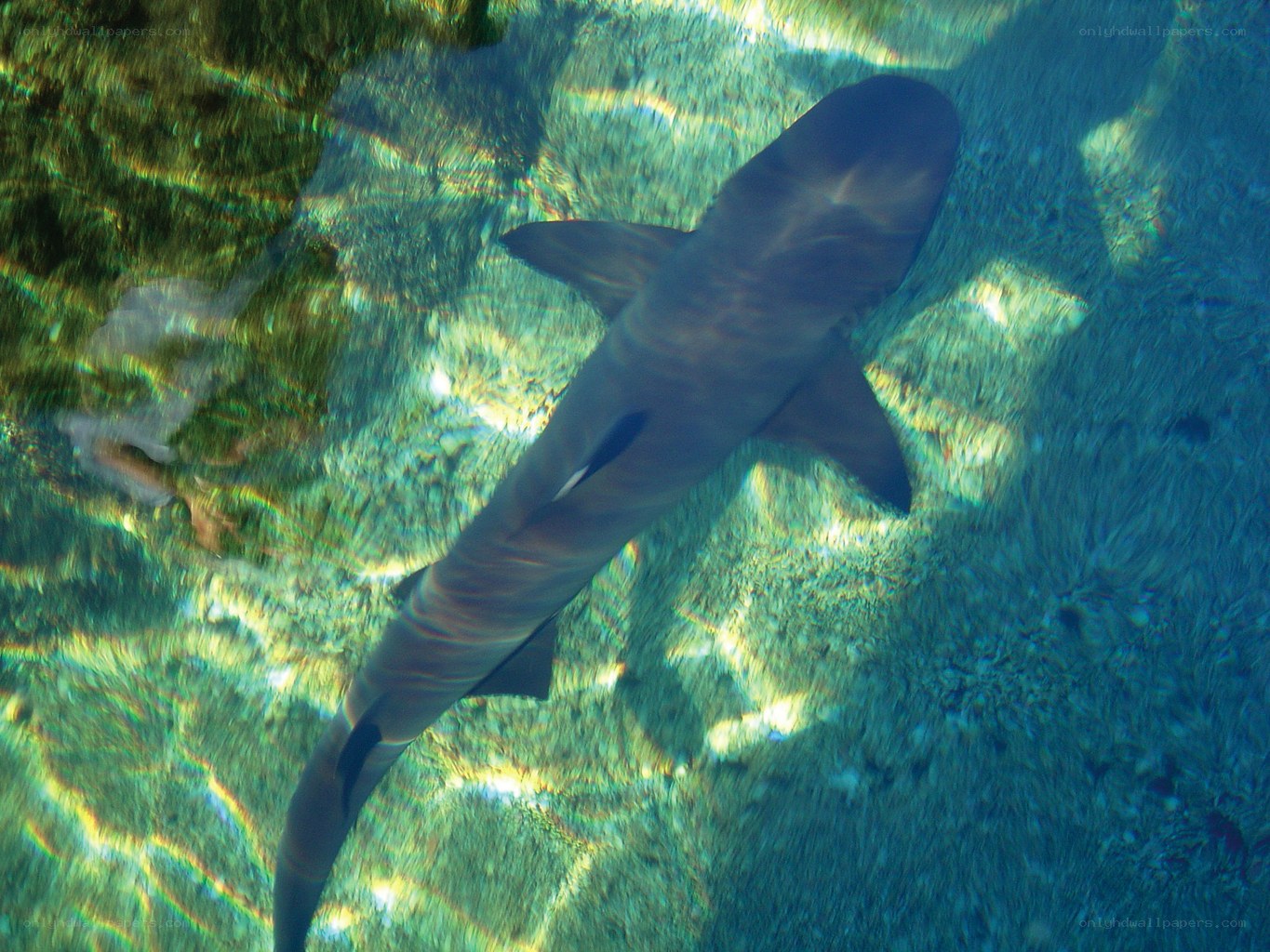 shark swimming underwater