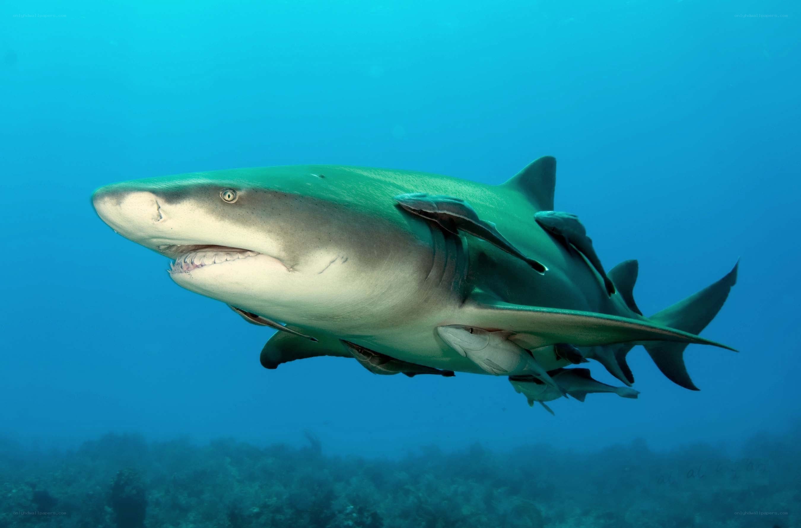 Shark swimming underwater