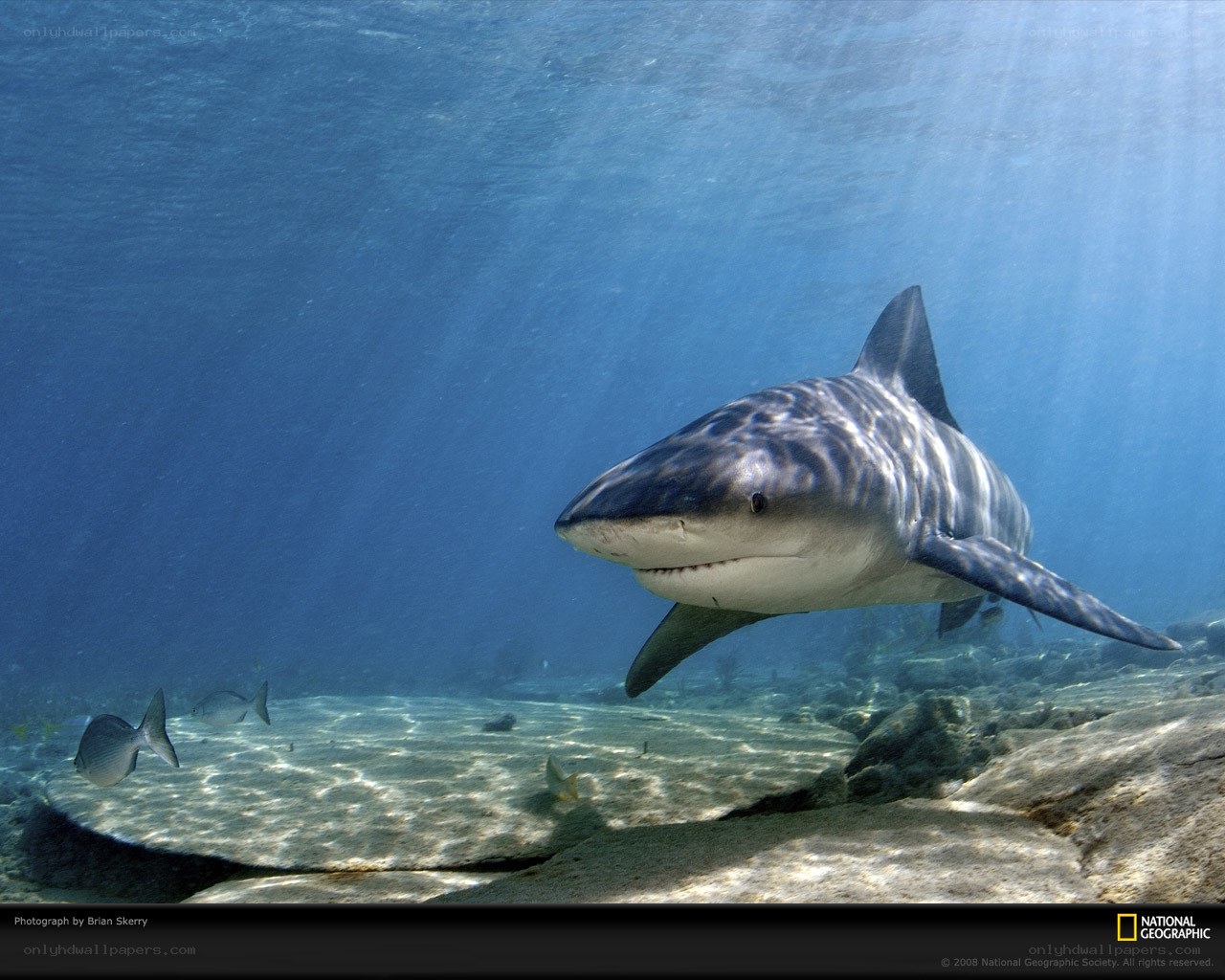 Shark swimming underwater