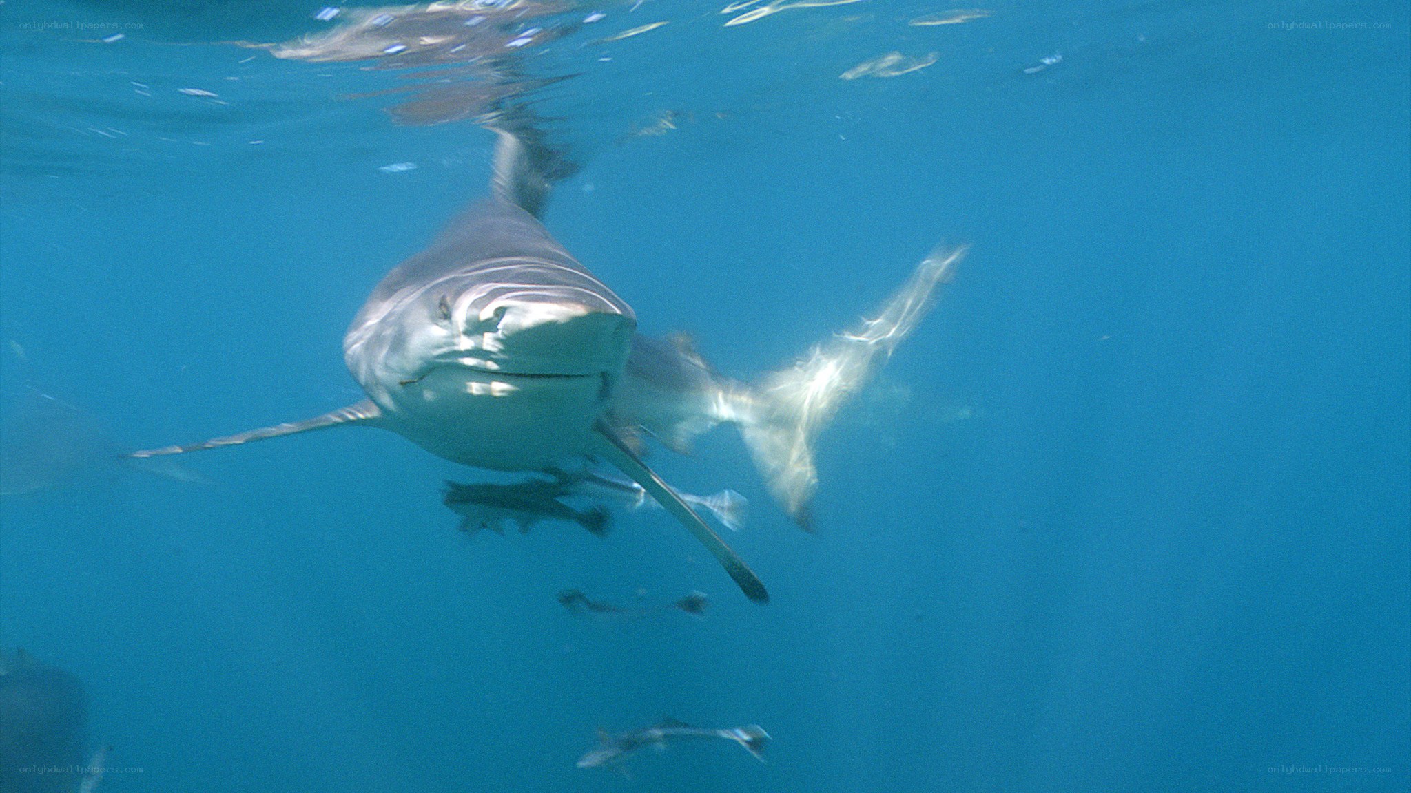 Shark swimming underwater