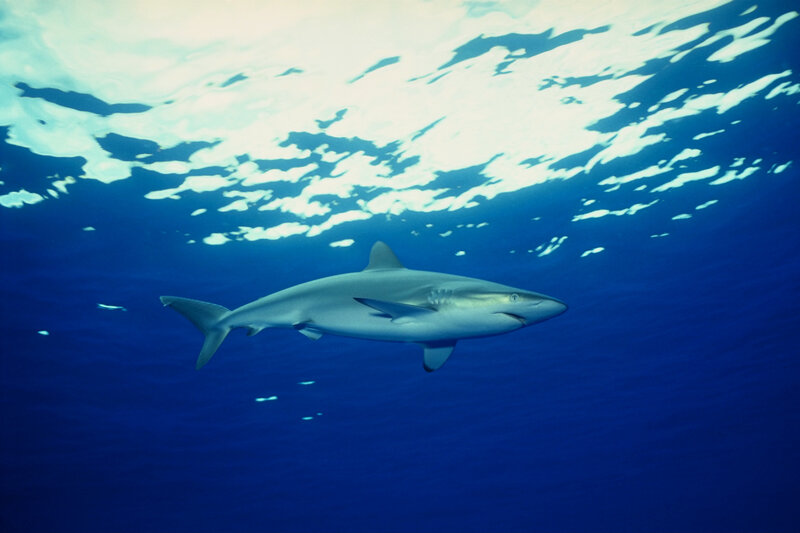 Shark swimming underwater