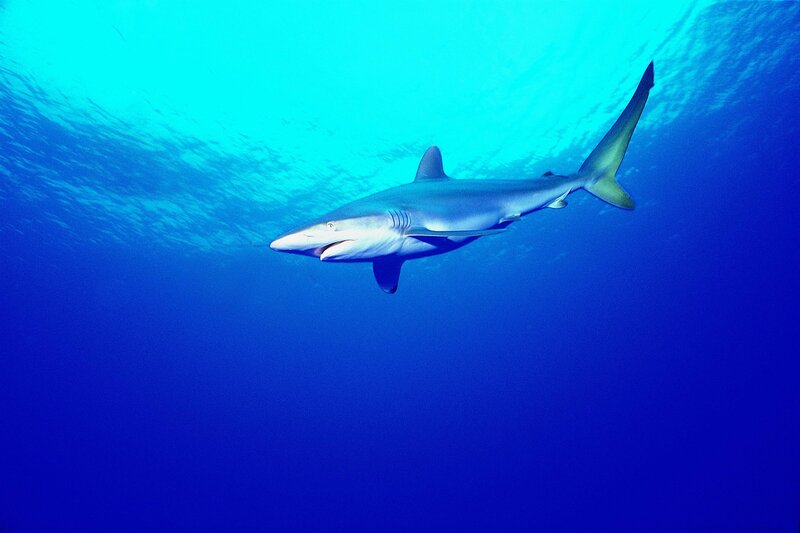 Shark swimming underwater