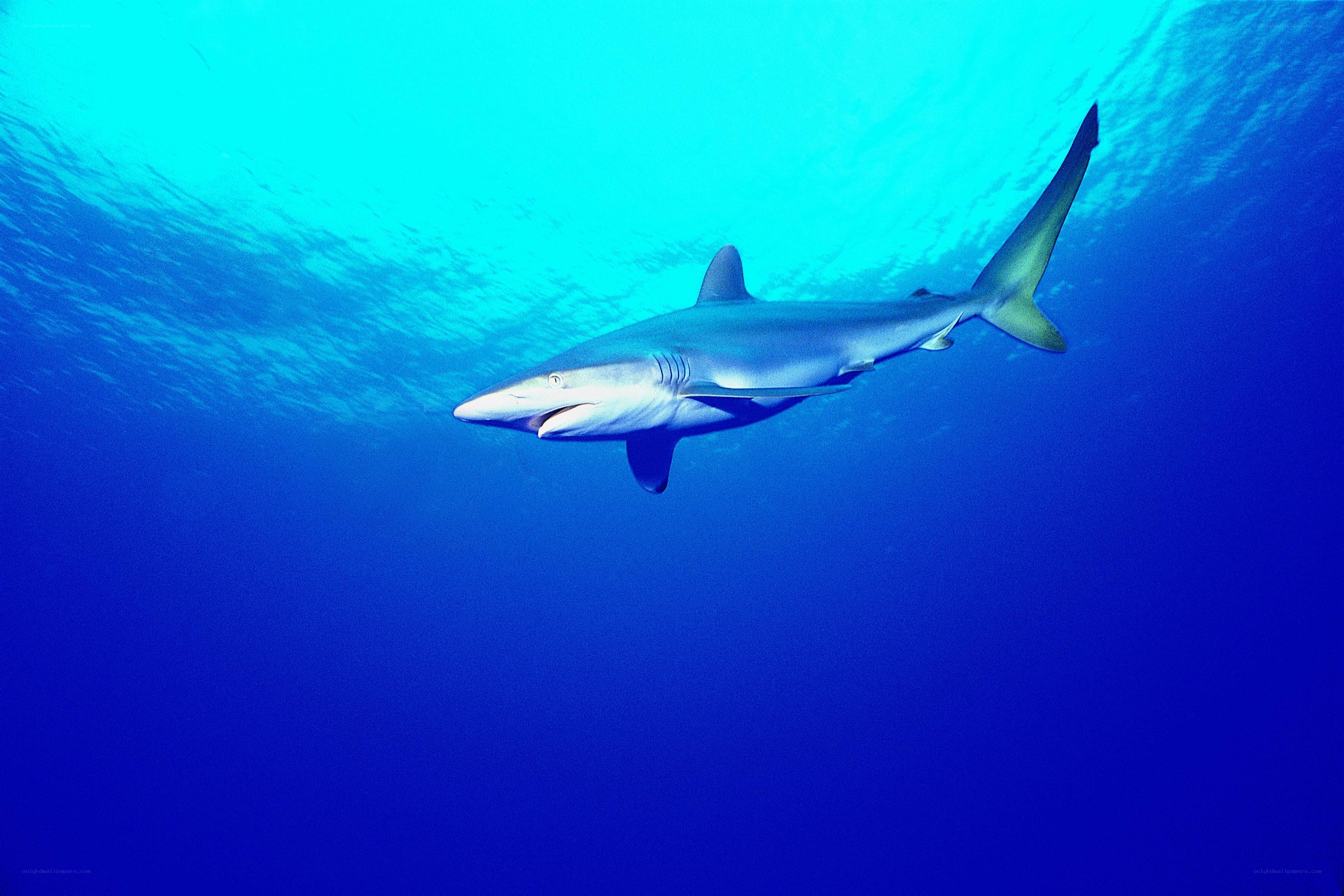 Shark swimming underwater