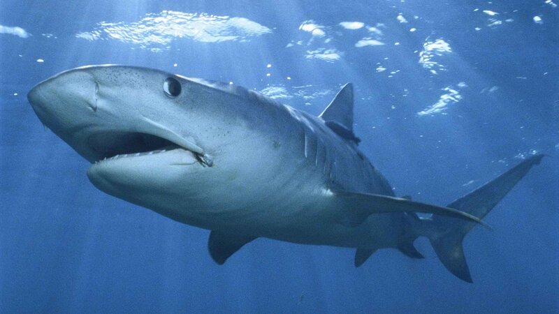Shark swimming underwater