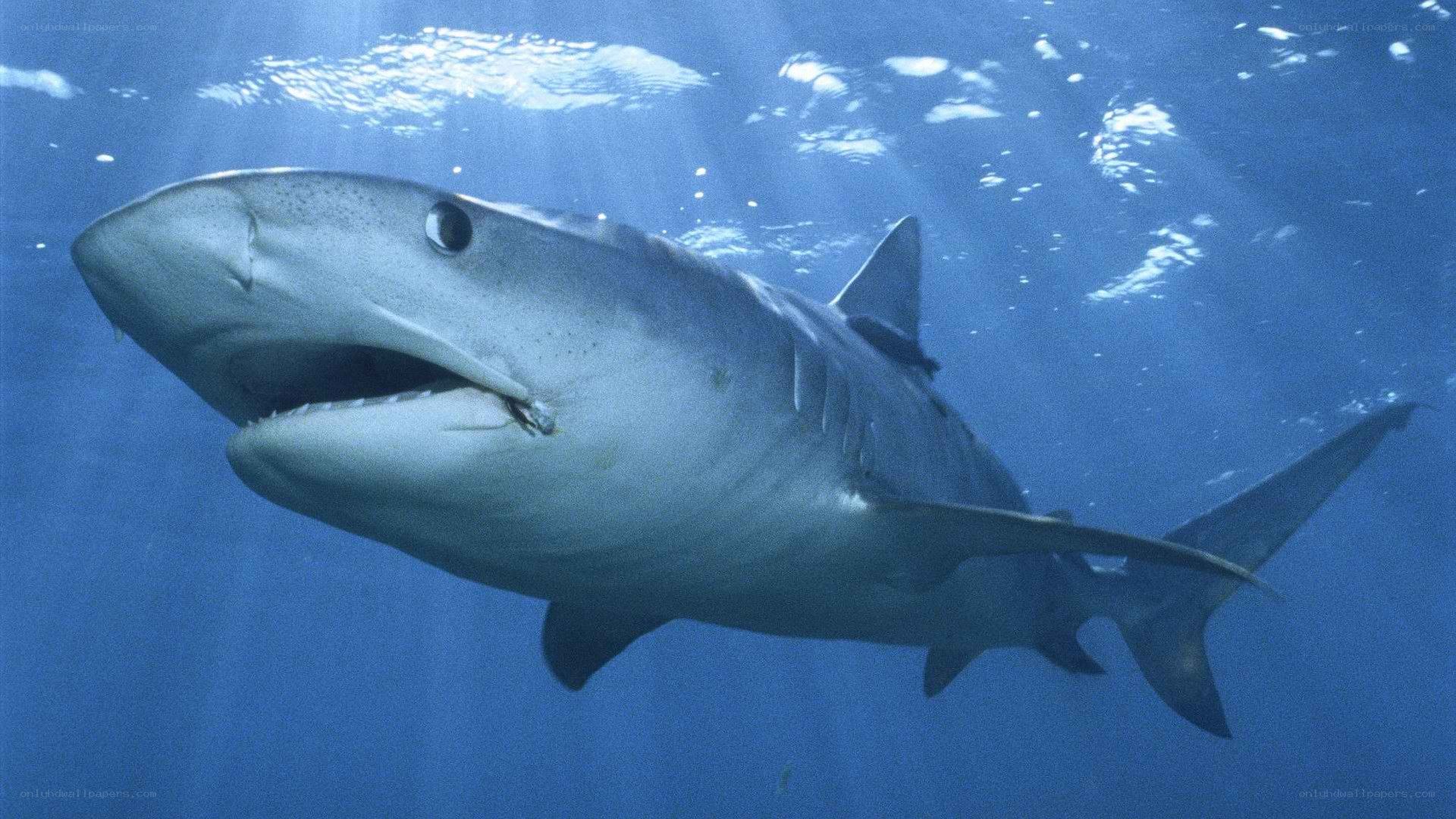 Shark swimming underwater