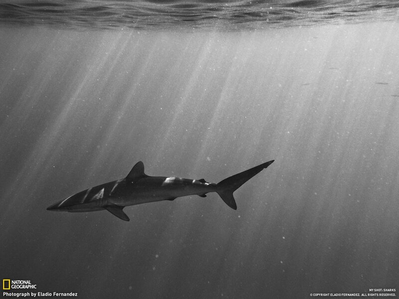 Shark swimming underwater