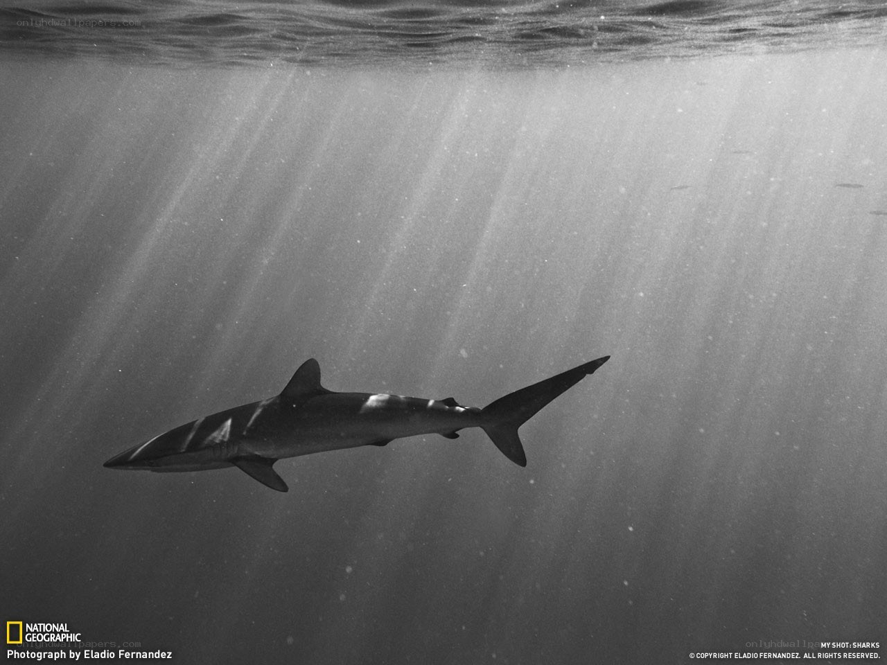 Shark swimming underwater