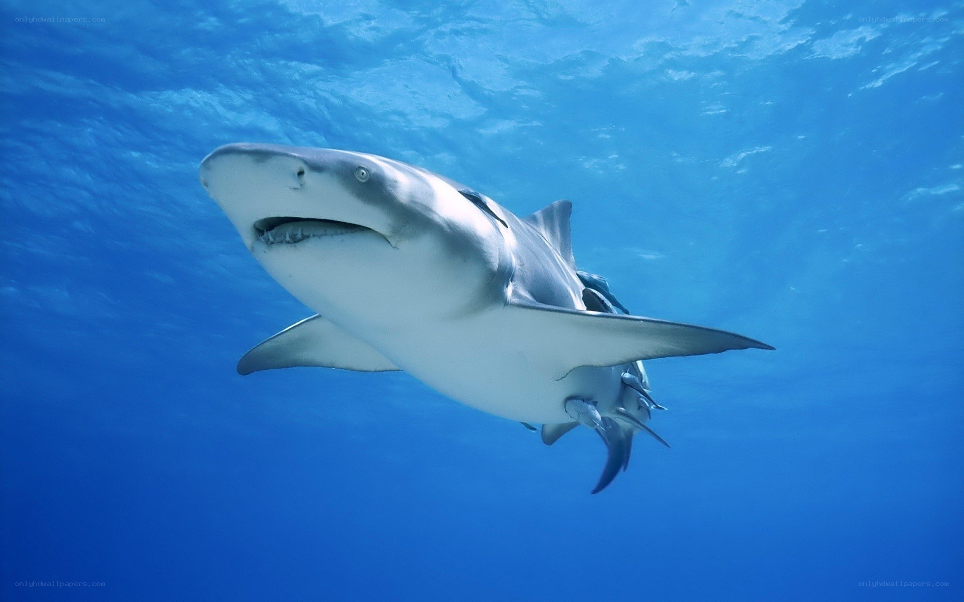 Shark swimming underwater