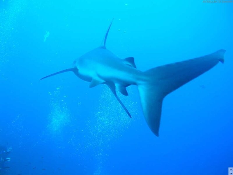 Shark swimming underwater