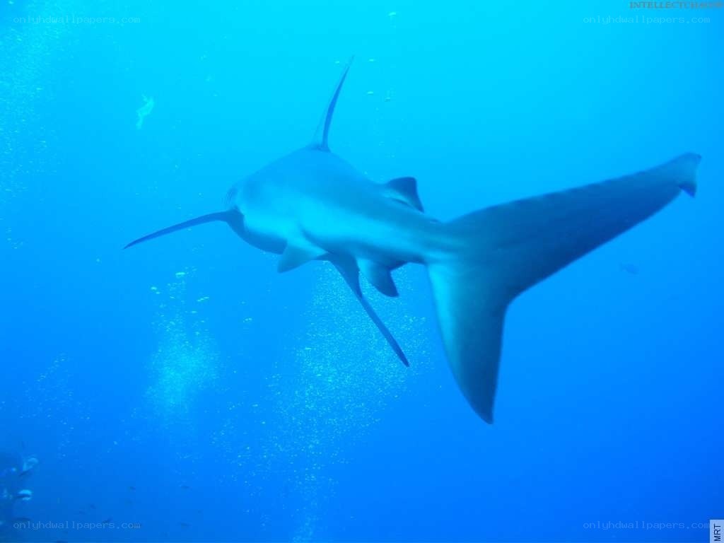 Shark swimming underwater