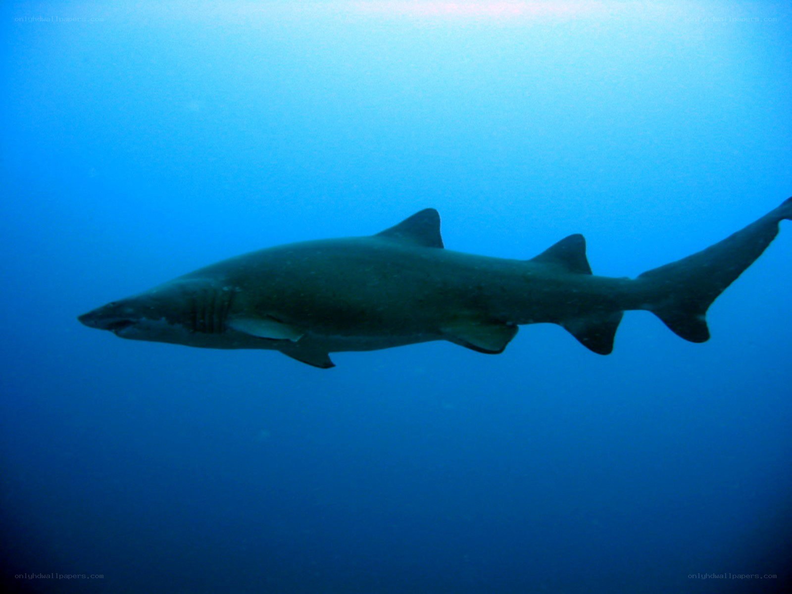 Shark swimming underwater