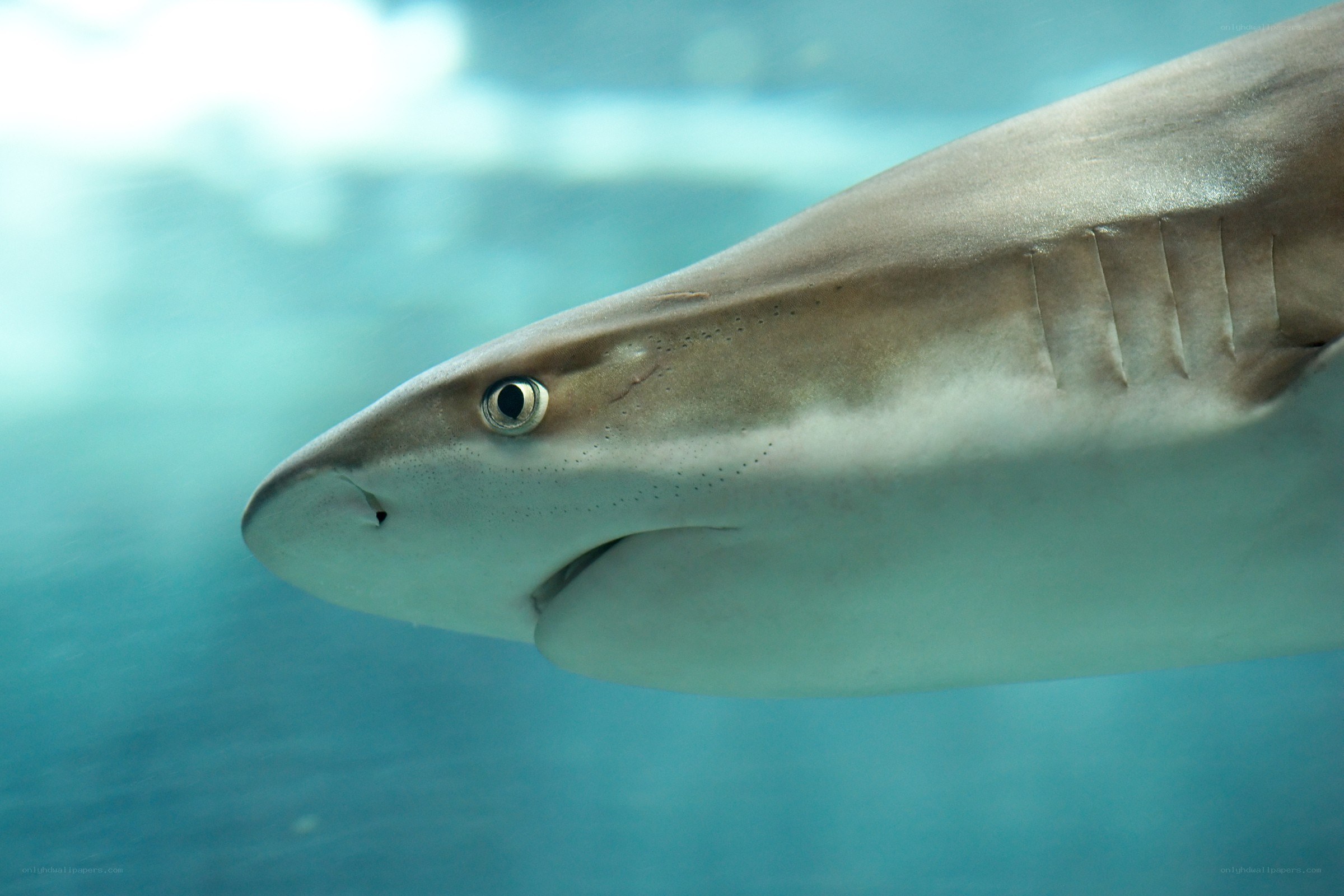 shark swimming underwater