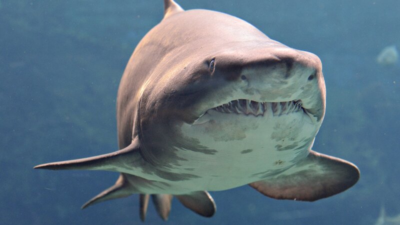 Shark swimming underwater
