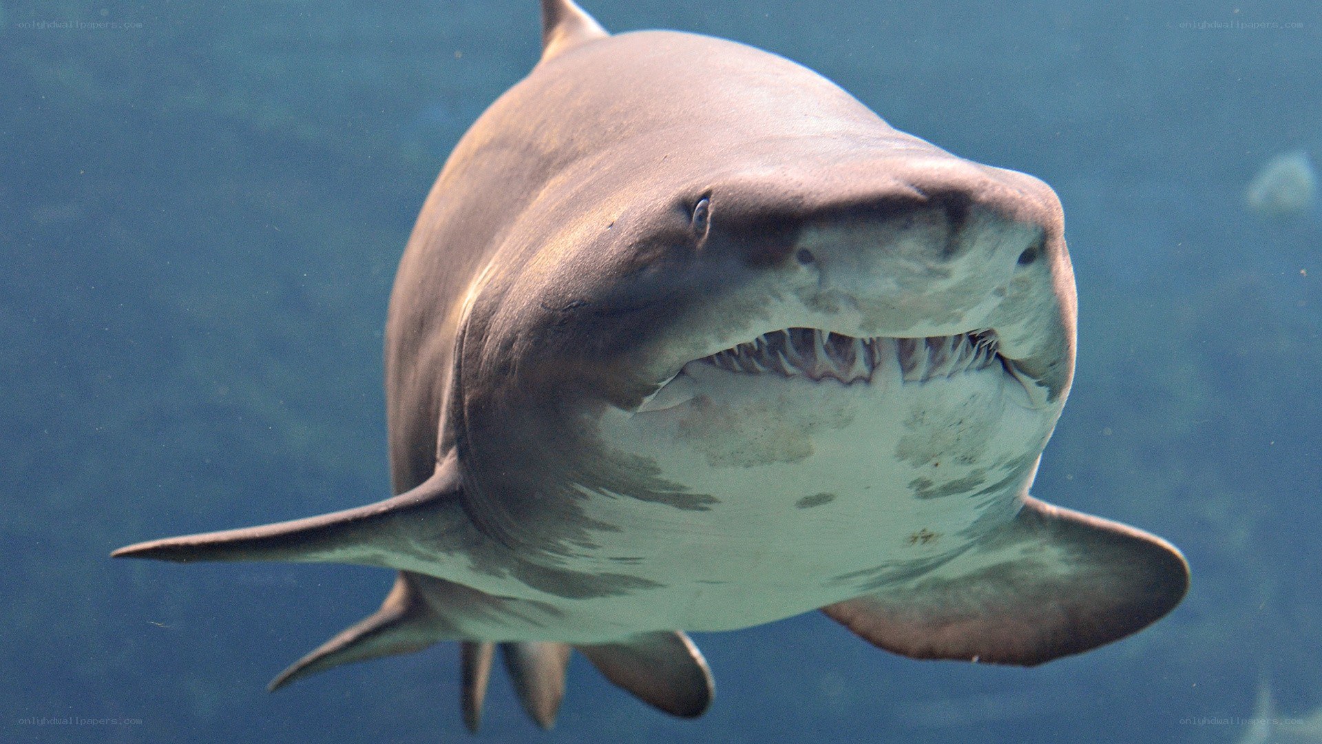 Shark swimming underwater