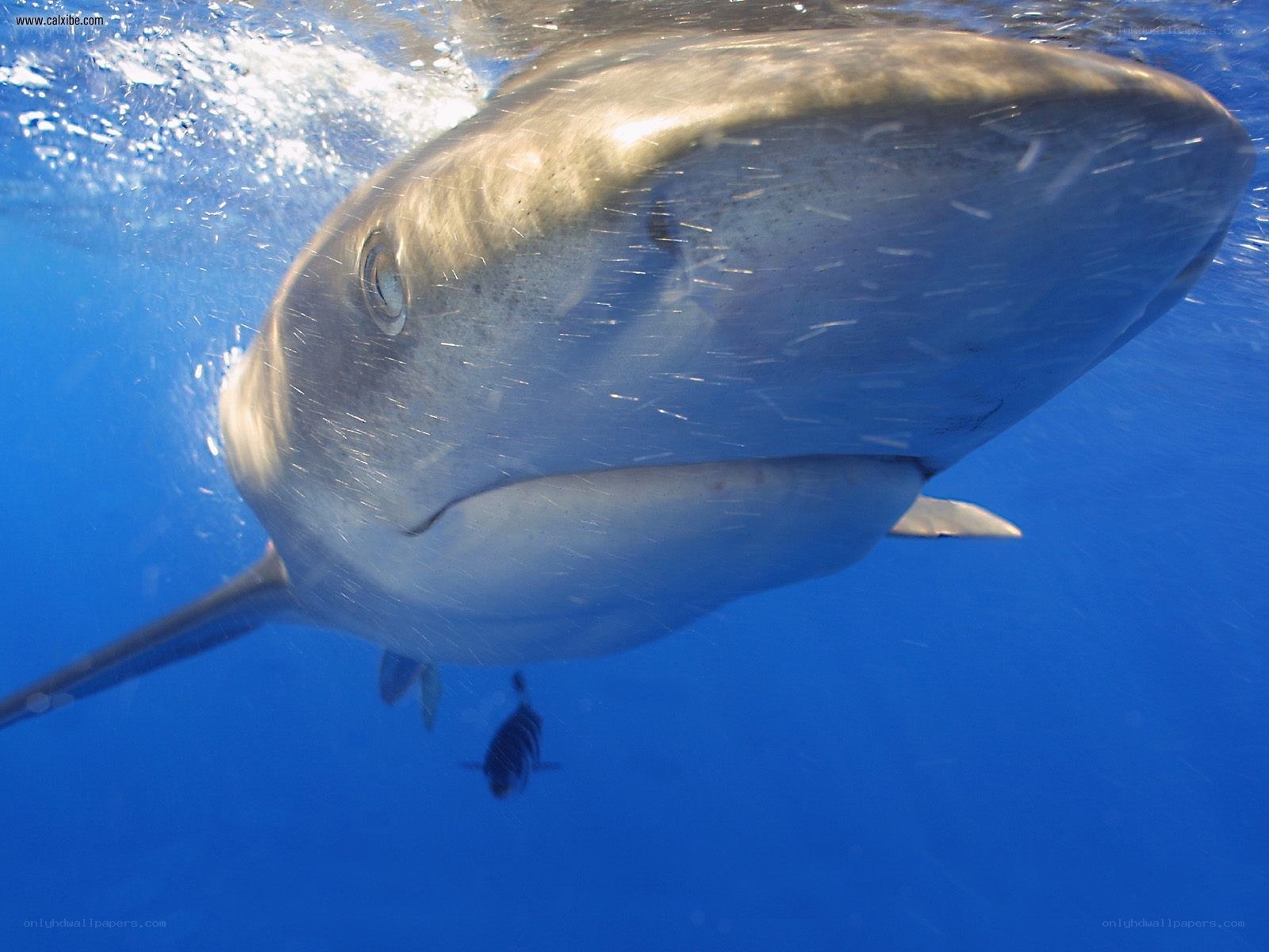 Shark swimming underwater