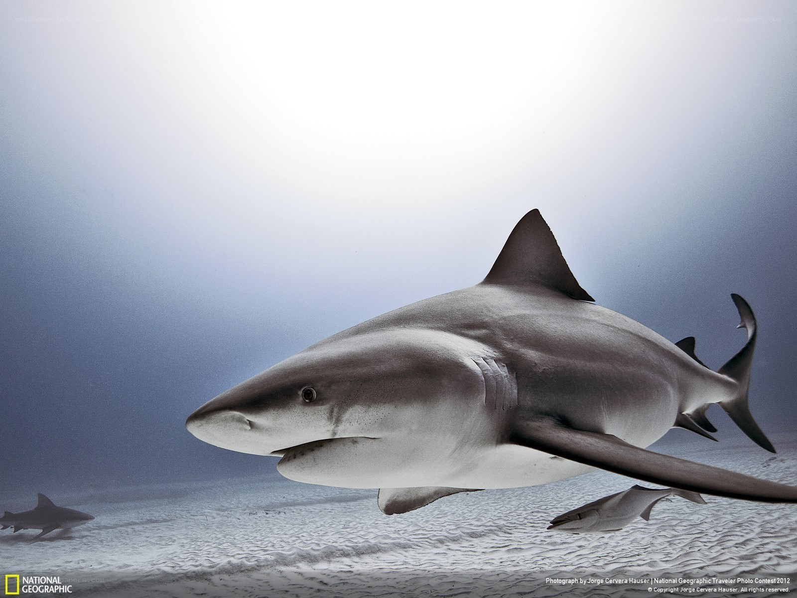 Shark swimming underwater