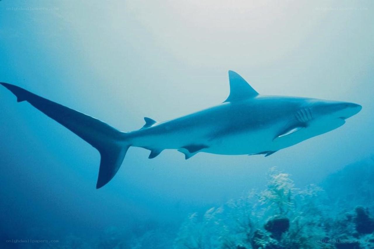 Shark swimming underwater