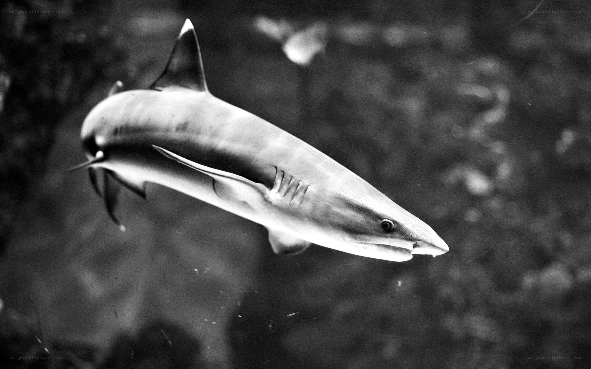 shark swimming underwater