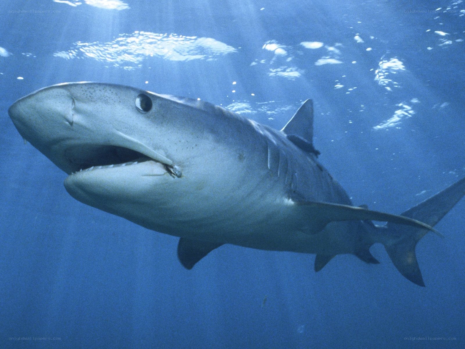 Shark swimming underwater