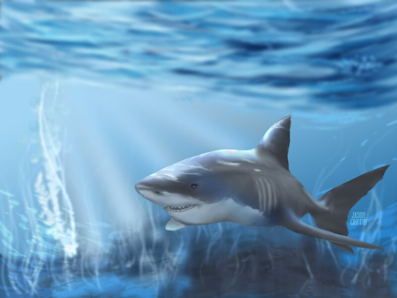 Shark swimming underwater