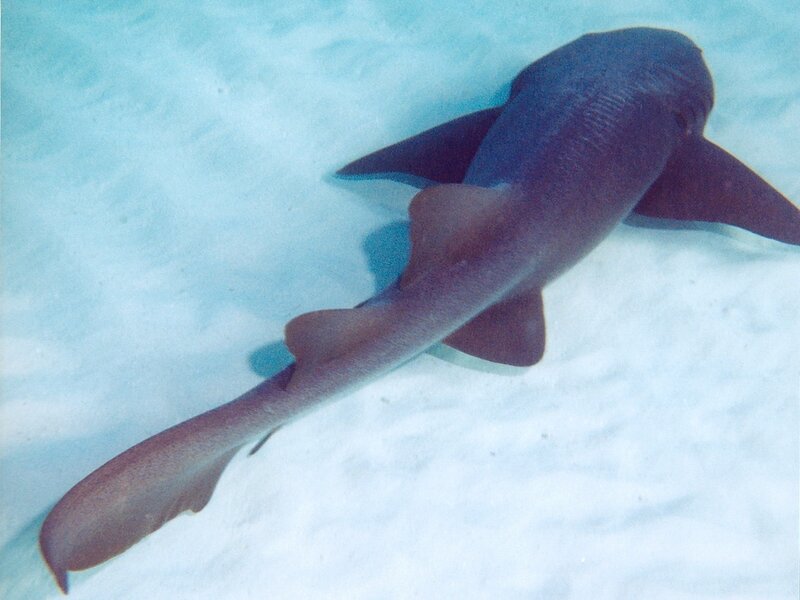 Shark swimming underwater