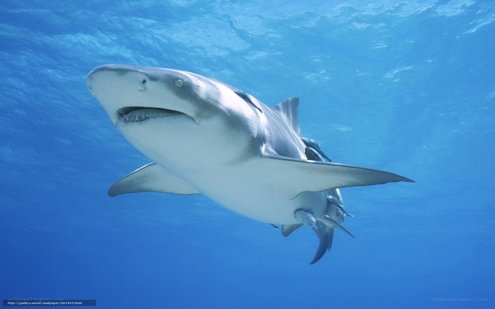 Shark swimming underwater