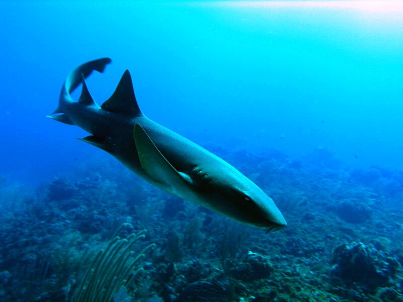 shark swimming underwater