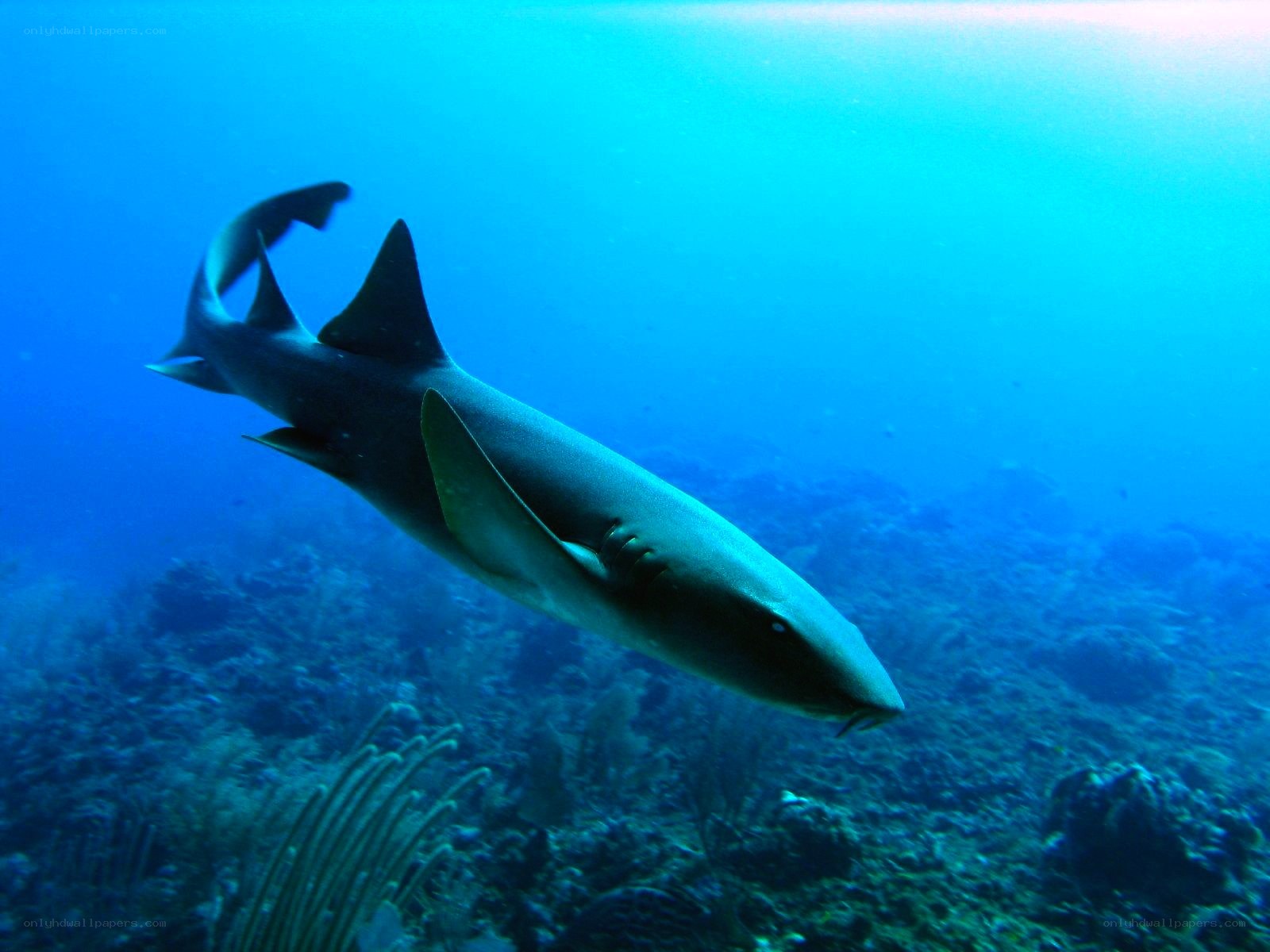 shark swimming underwater