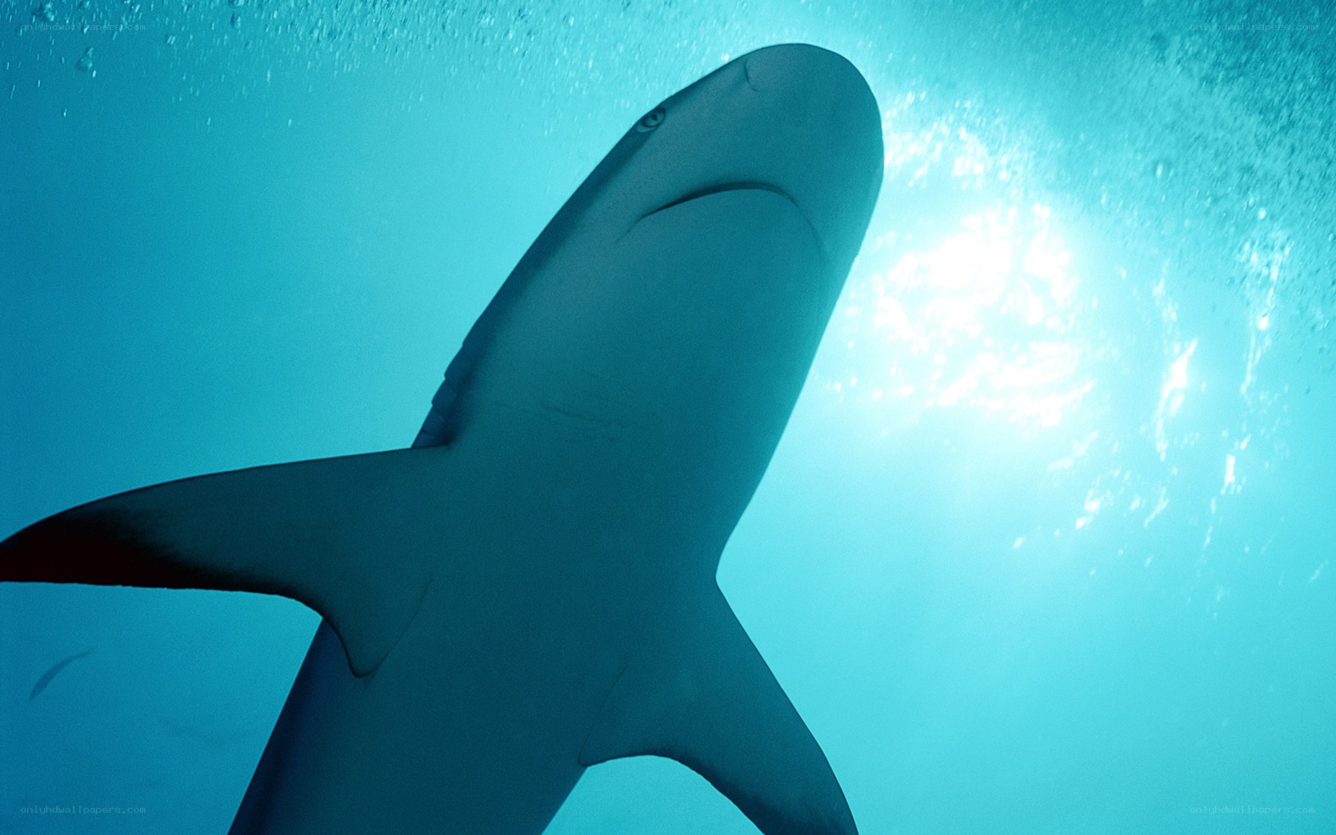 Shark swimming underwater