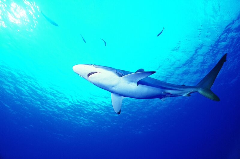 Shark swimming underwater